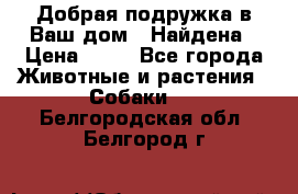 Добрая подружка,в Ваш дом!!!Найдена › Цена ­ 10 - Все города Животные и растения » Собаки   . Белгородская обл.,Белгород г.